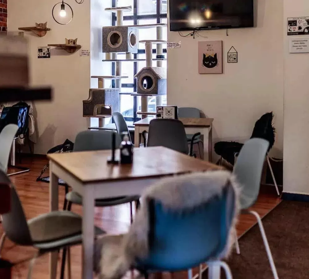 7 Lovely Cafes Where You Can Work in Zagreb