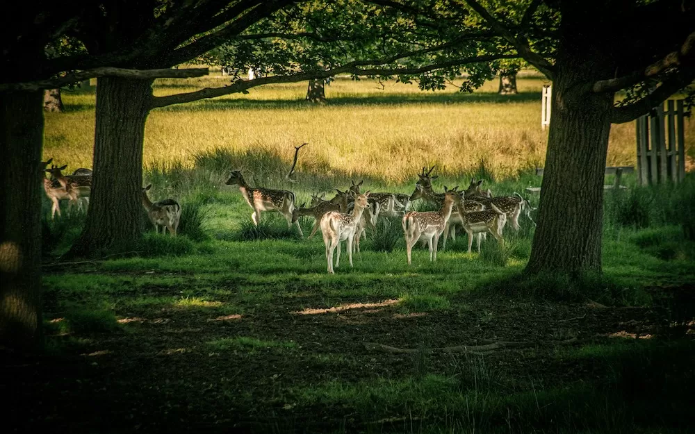 The 10 Quintessential Parks in London to Visit