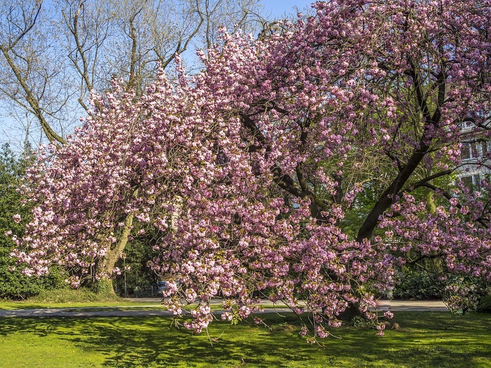 Where to See Cherry Blossoms in Paris