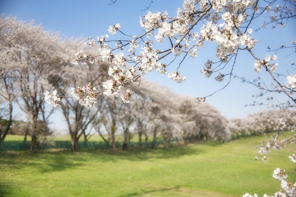 Where to See Cherry Blossoms in Paris