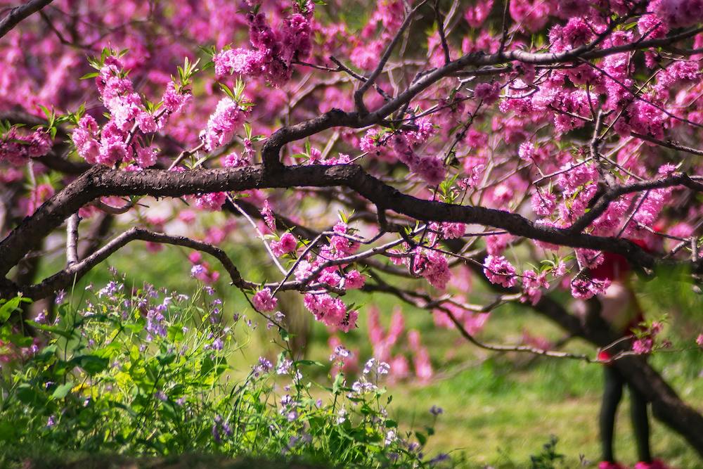 Where to See Cherry Blossoms in Paris