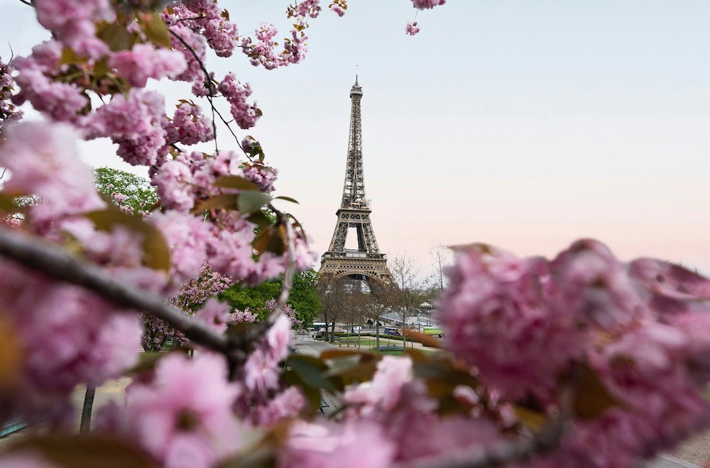 Where to See Cherry Blossoms in Paris