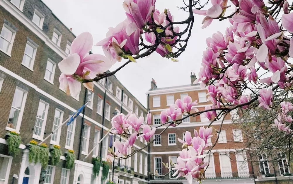 Where to See Cherry Blossoms in London