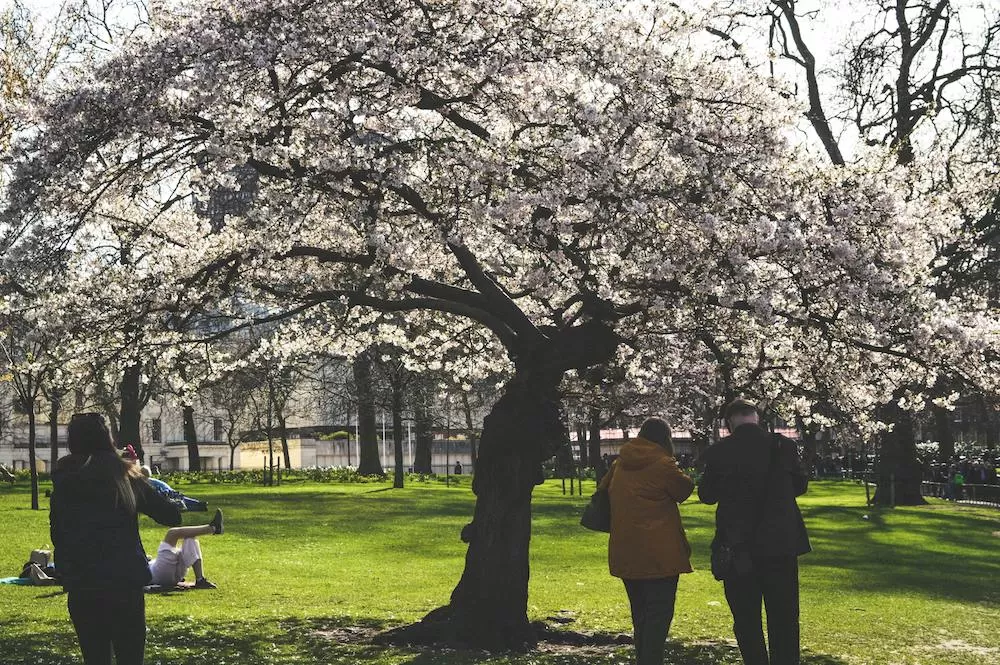 Where to See Cherry Blossoms in London