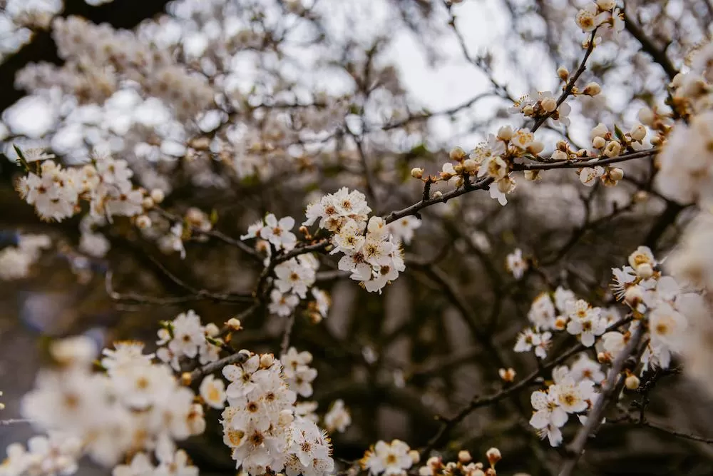 Where to See Cherry Blossoms in London