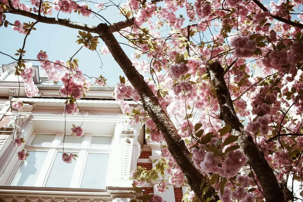 Where to See Cherry Blossoms in London