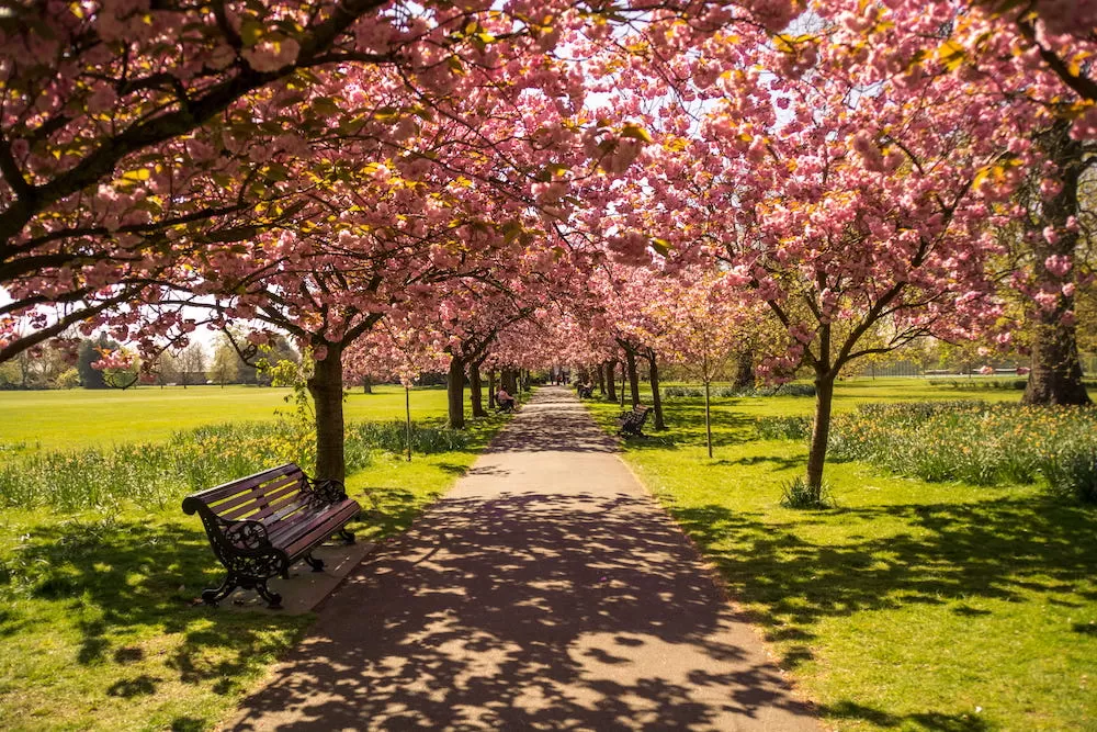 Where to See Cherry Blossoms in London